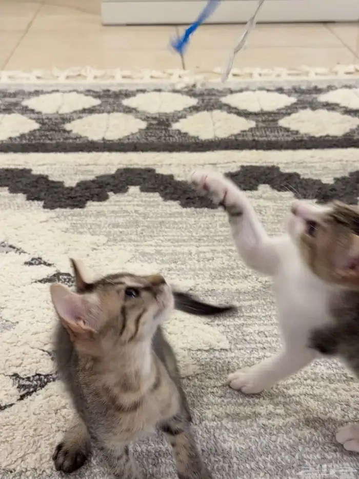 قطط للتبني بلدي لعوبيين 8