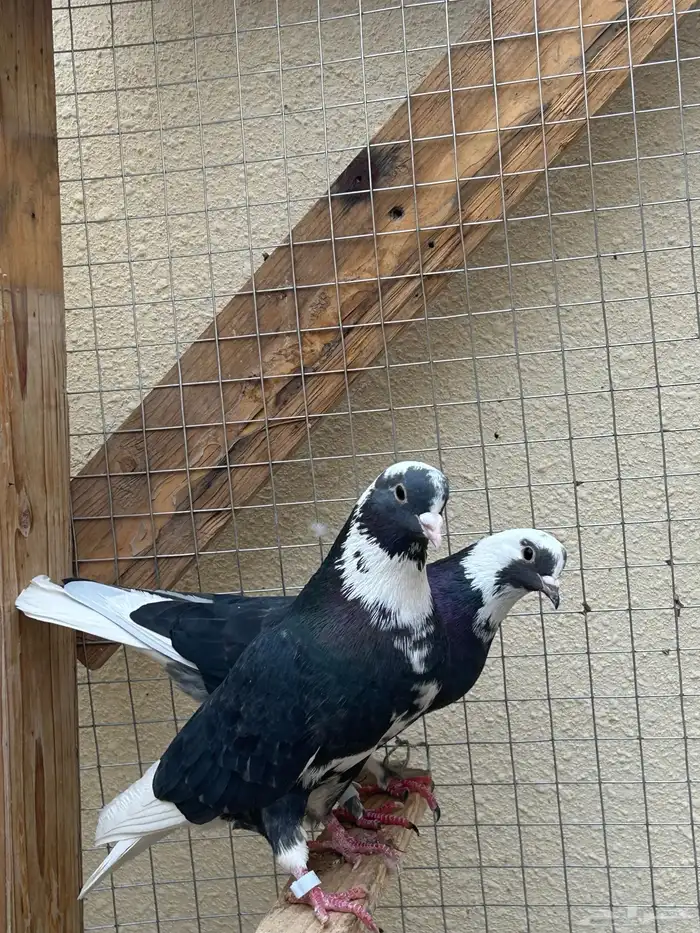 للبيع. 3اجواز . 2