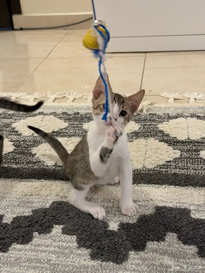 قطط للتبني بلدي لعوبيين 11