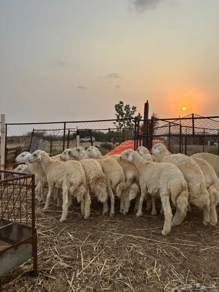 ذبايح للمناسبات 8