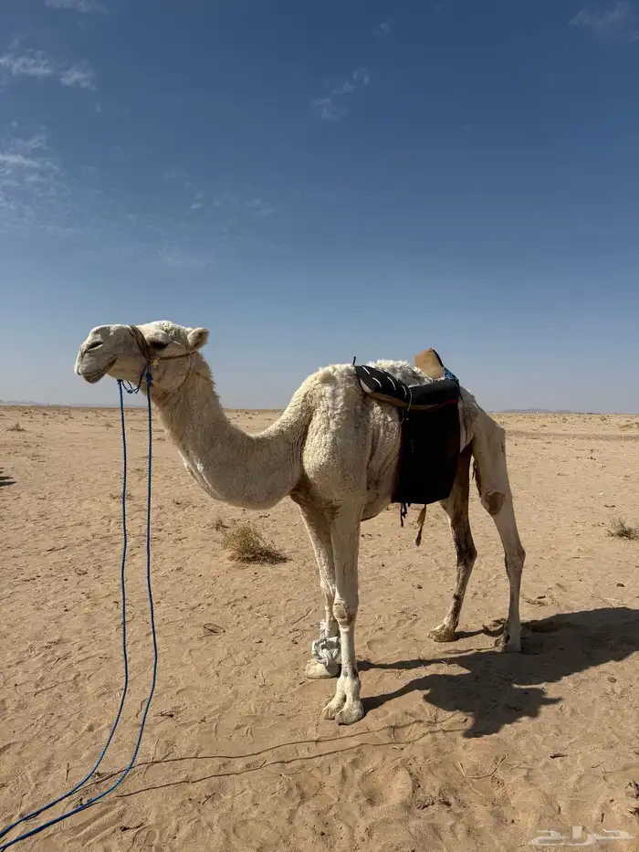 رحول ابل وضحى 2