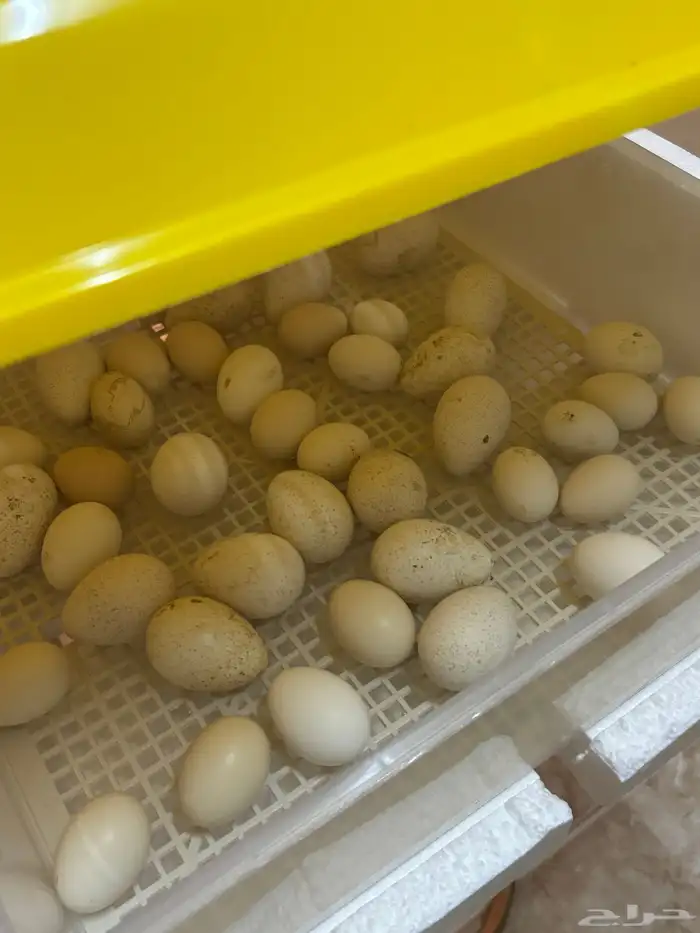 بيض رومي دجاج باكستاني 3