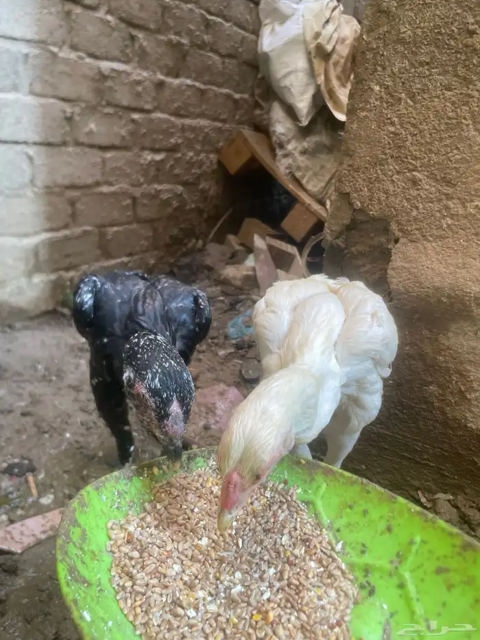 دجاج باكستاني 3