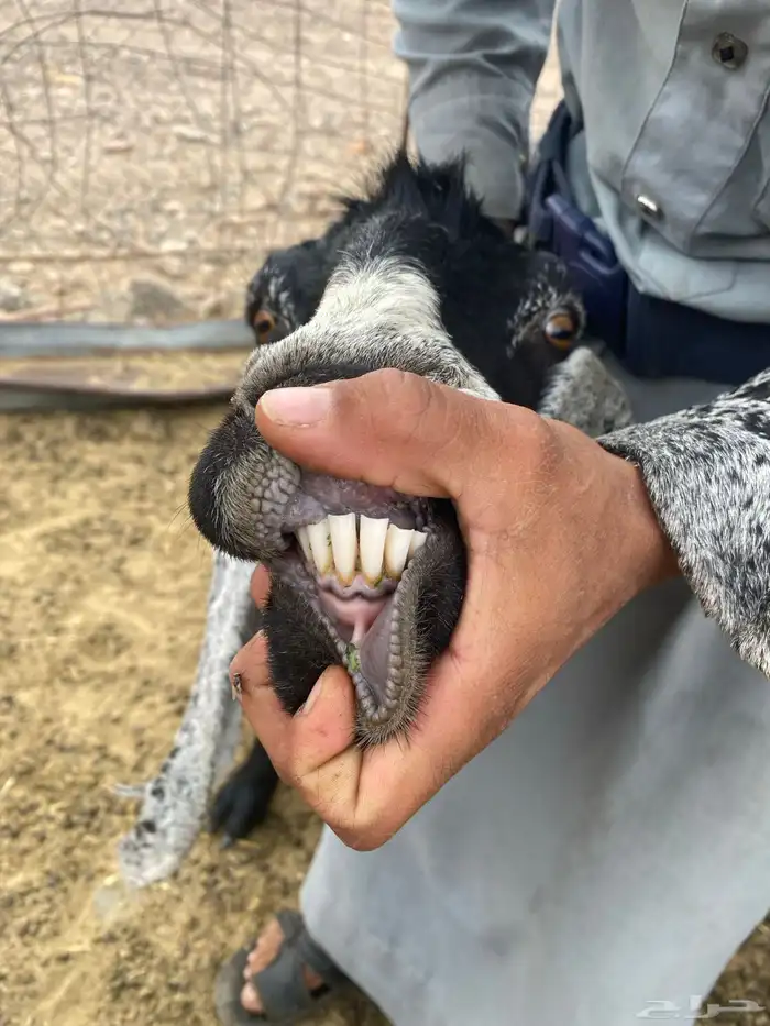 عنز معها توام 3