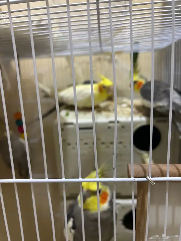 محمية طيور للبيع حمام كروان منتج 15