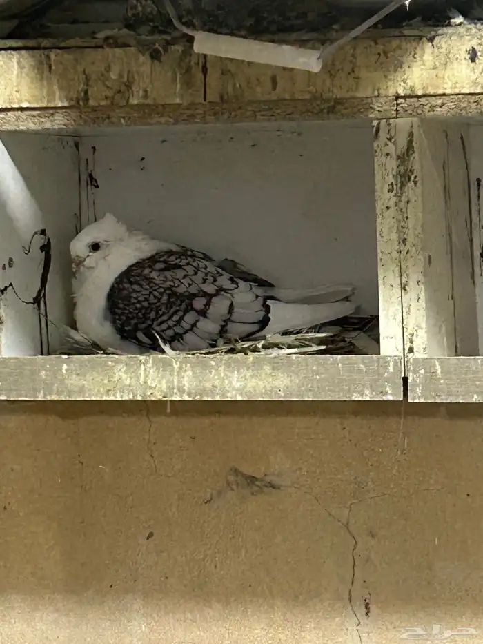 محمية طيور للبيع حمام كروان منتج 1