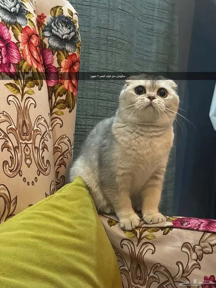 سكوتش فلود البيعه سريعة والقطاوة صحتها ممتازه ولعوبه 3