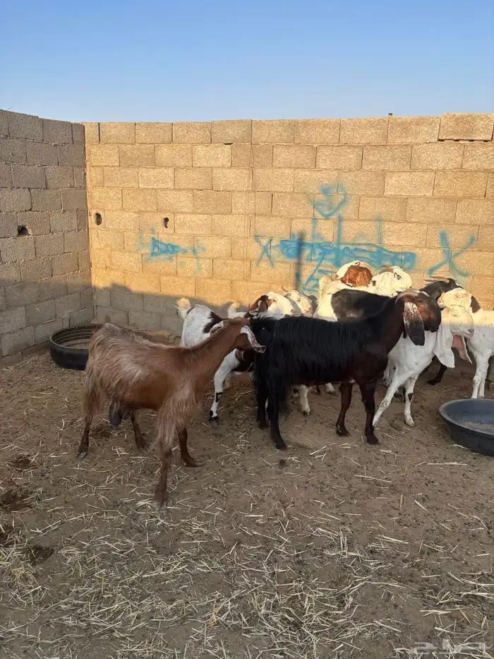 للبيع معزا مشاريك دفيع ومضاريع 4