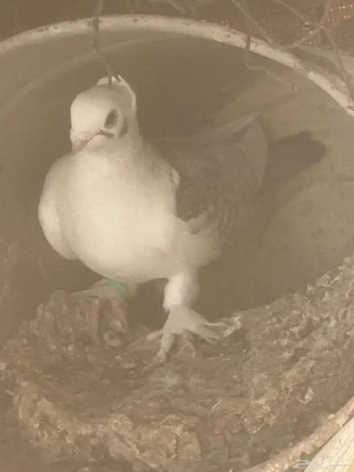 حمام حب الرمان بياض الصحه شرط حمام زينه 4