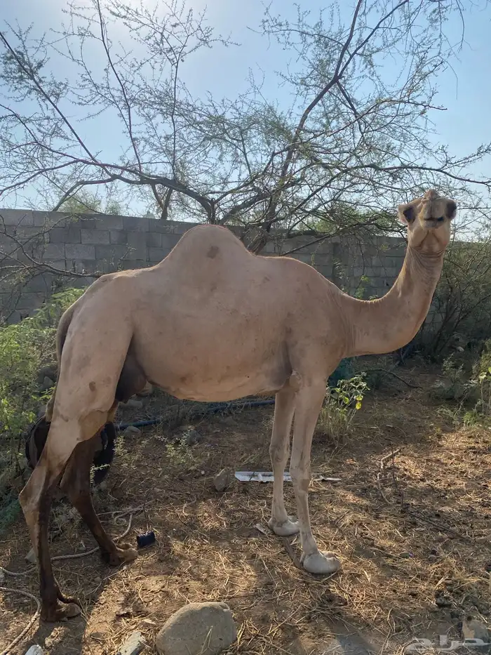 ناقة وقعود ذكر 0