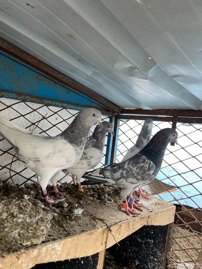 حمام باكستاني 3