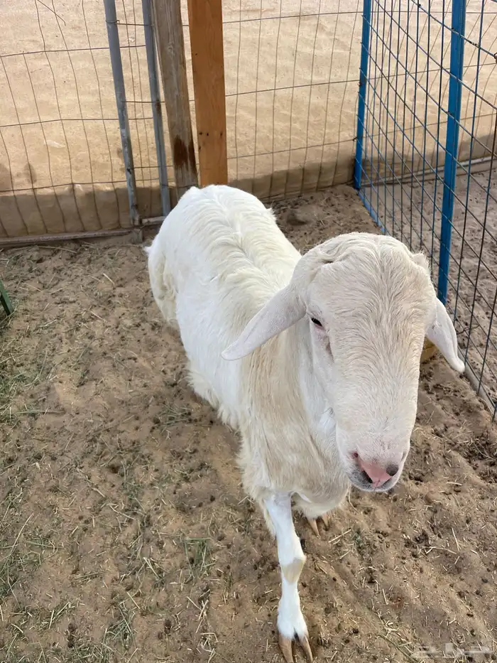 طلي حري ( تم البيع الله يبارك للجميع ) 1