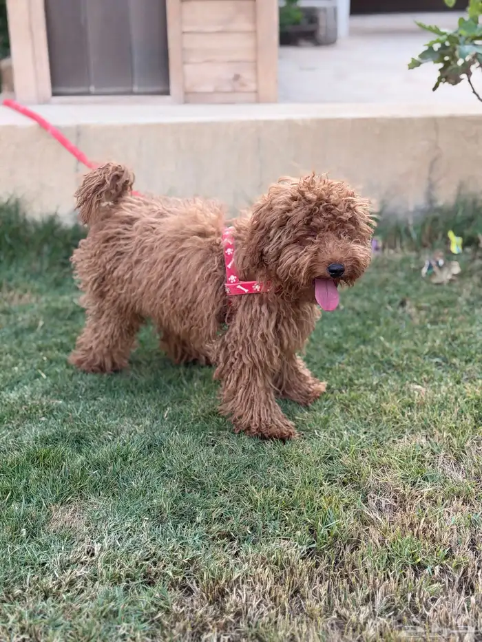 انثى توي بودل 10