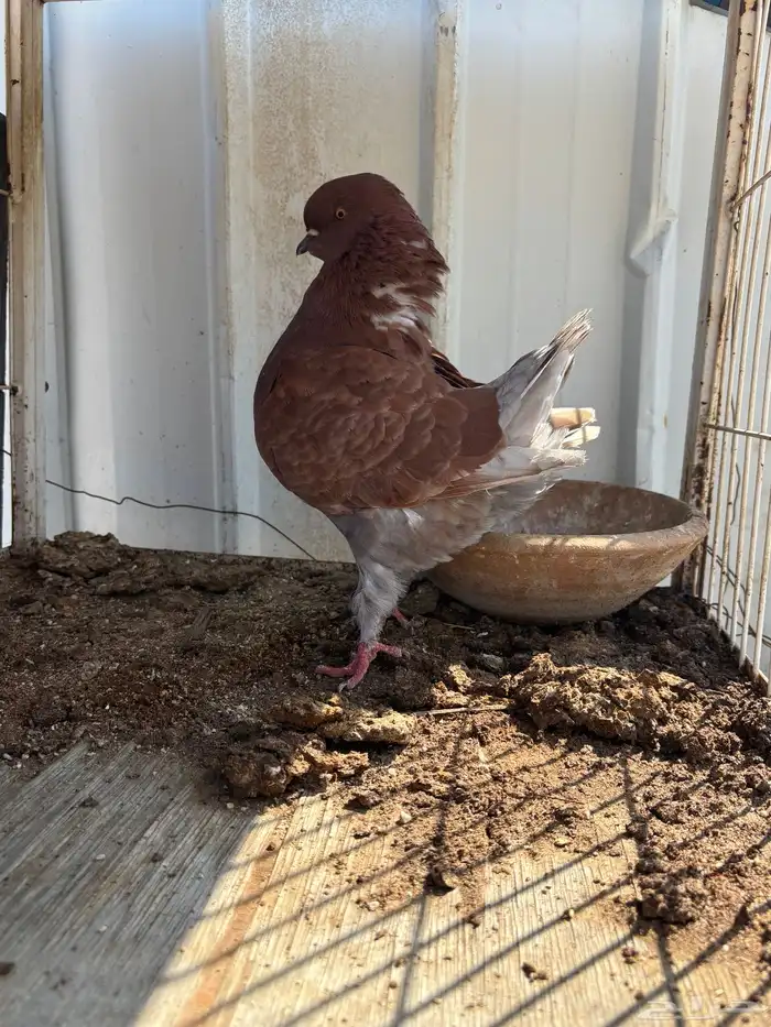 حمام كنق ايناث 2