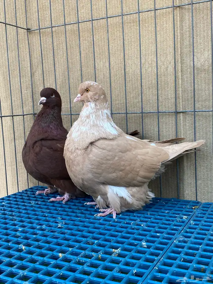 الفرش و الكنق 1