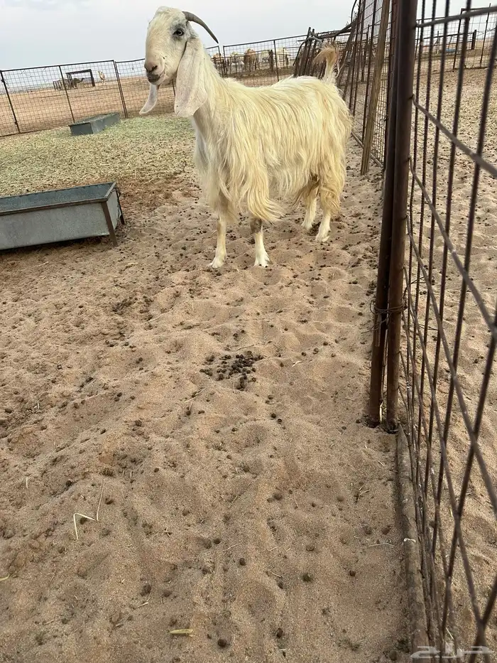 للبيع عنز مشروكة 1