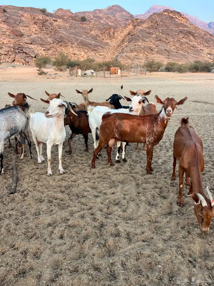 معزا مقاني 4