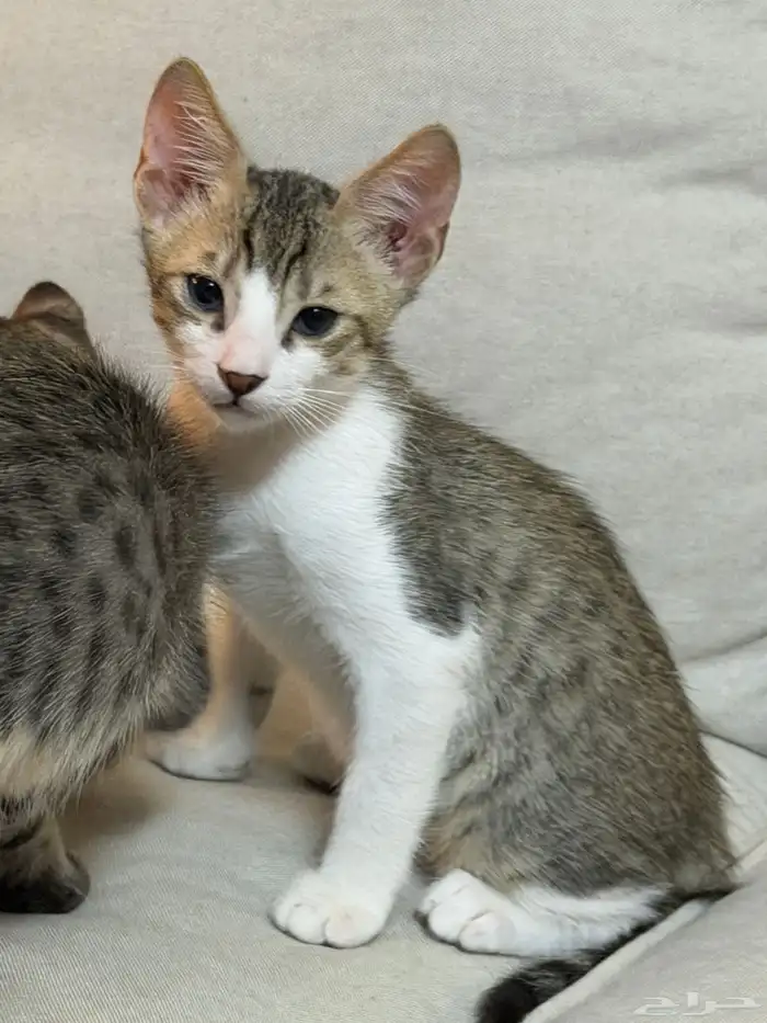 قطط للتبني بلدي لعوبيين 7