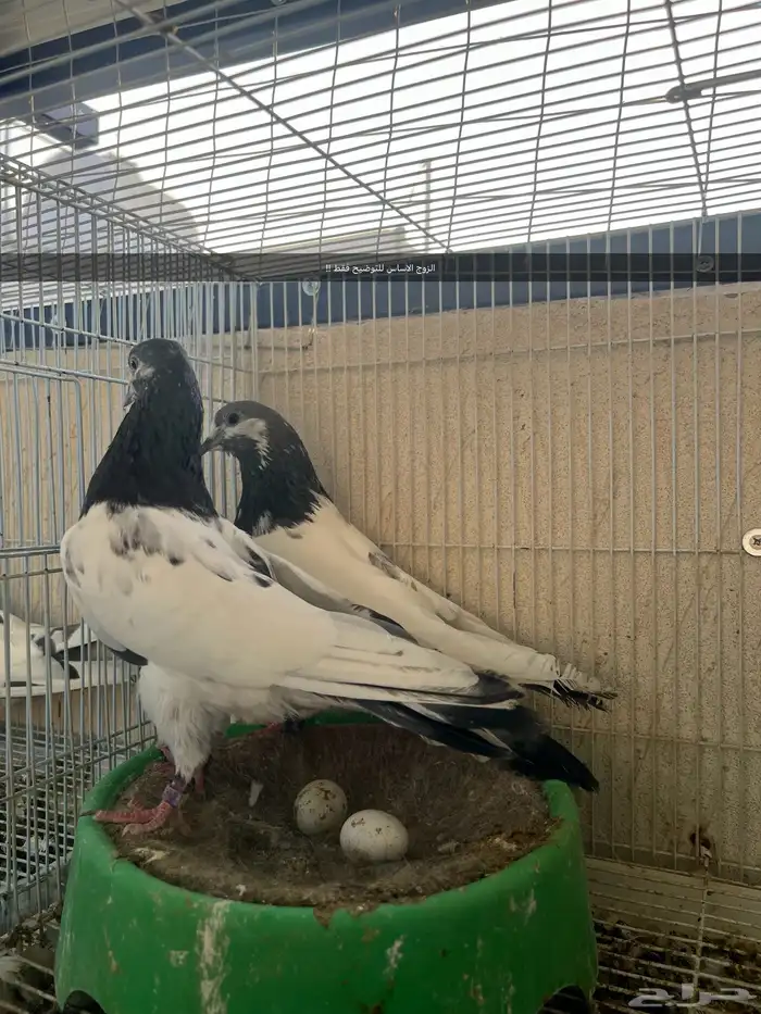 حمام باكستاني علي ولا 6