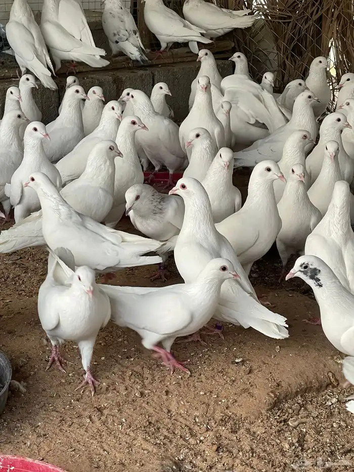 ذكور حمام فرنسي 1