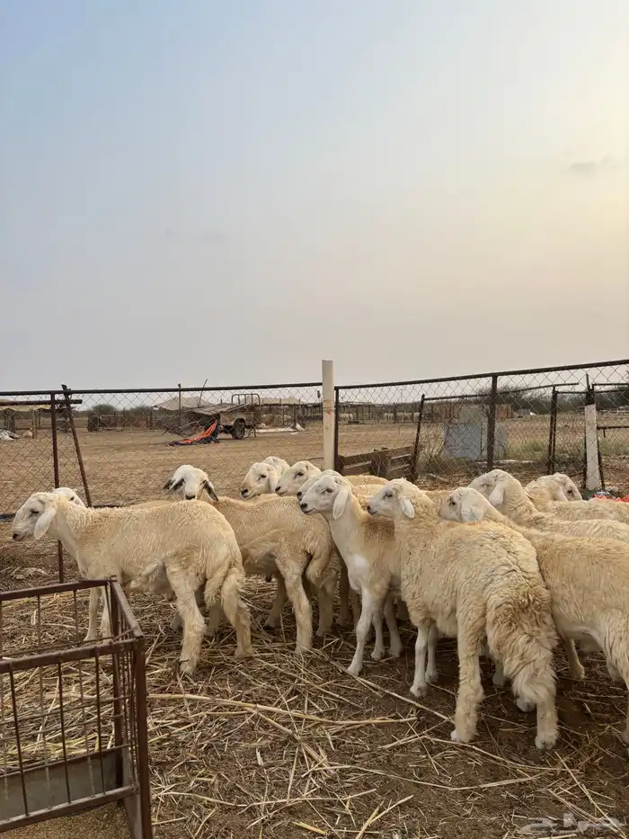 ذبايح للمناسبات 4