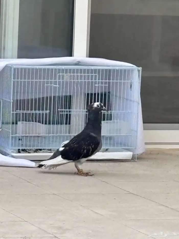 حمامة ضايعة في الدمام 0