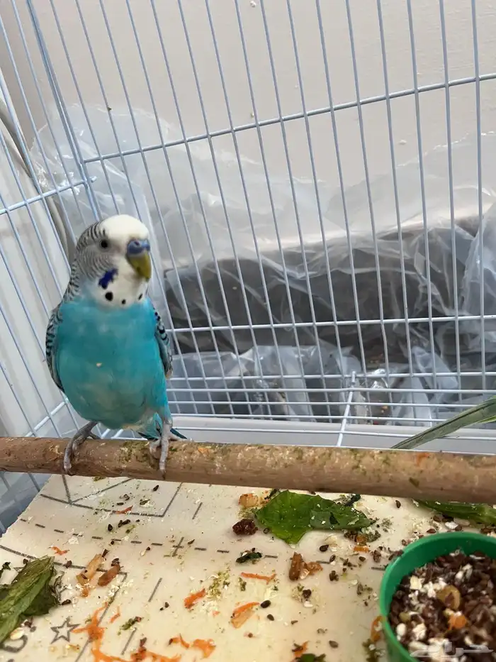 عصافير بدجي ذكر واتنين إناث 1