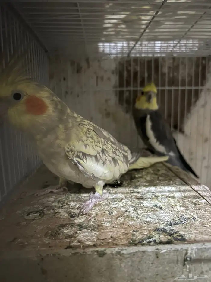 سلام عليكم جوز كروان منتاج 3