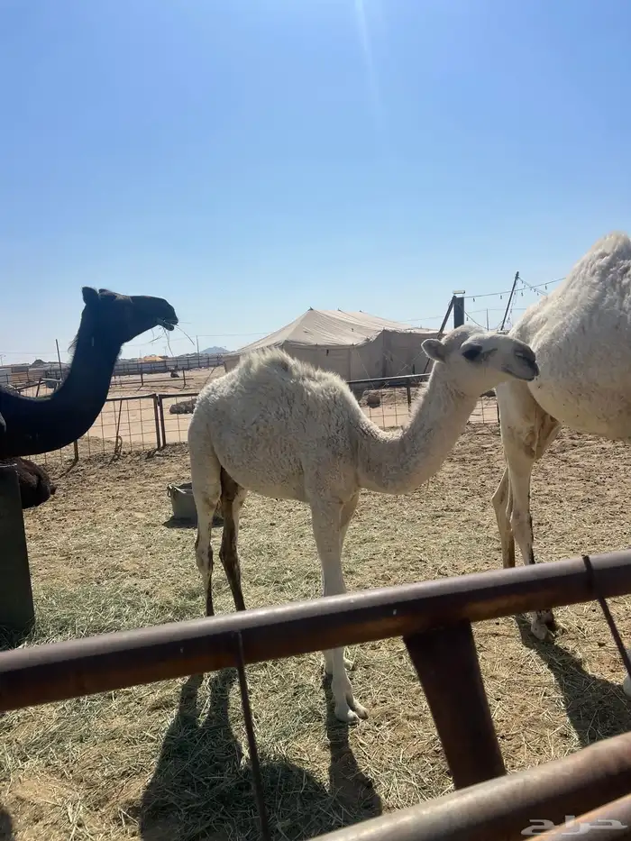 قعود وبكره تربيه 1