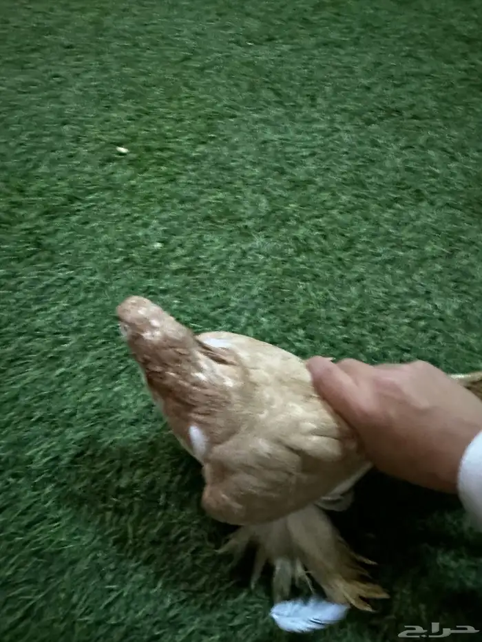 حمام زينه رخيص 3