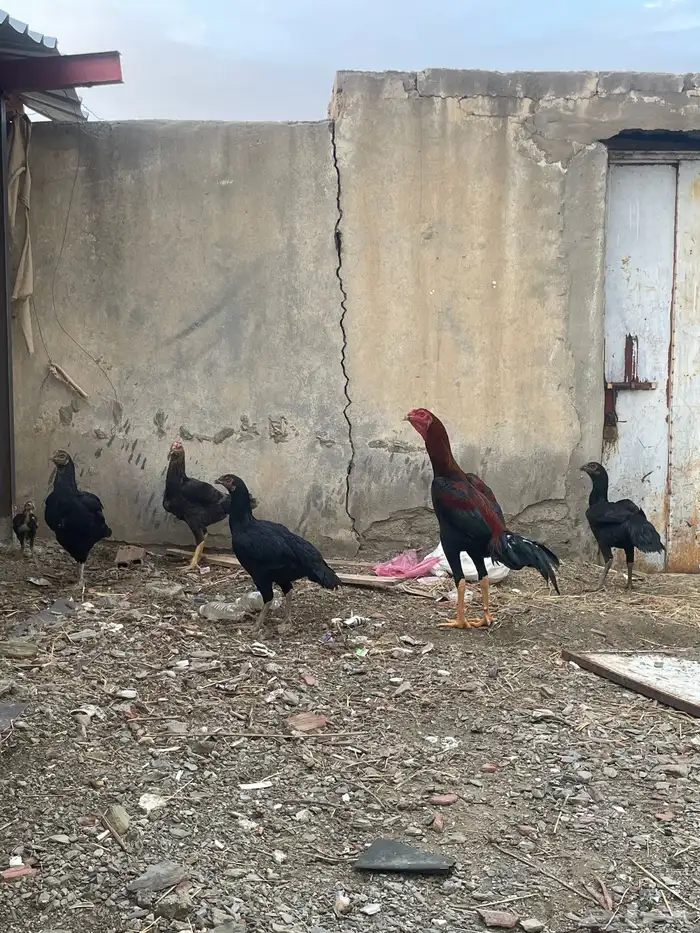 دجاج بكستاني صافي 3