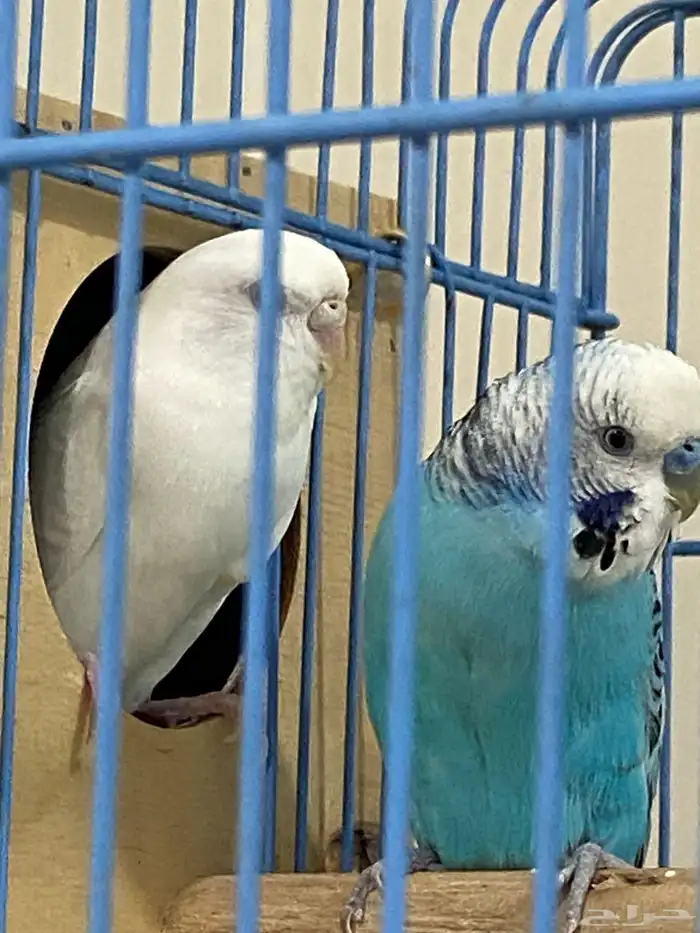 للبيع جوز طيور حب منتجين شرط 2