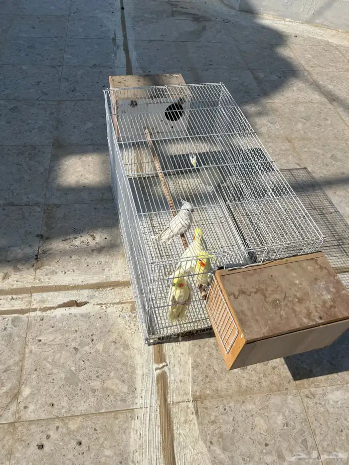 2 زوج كروان شامل قفصه 0