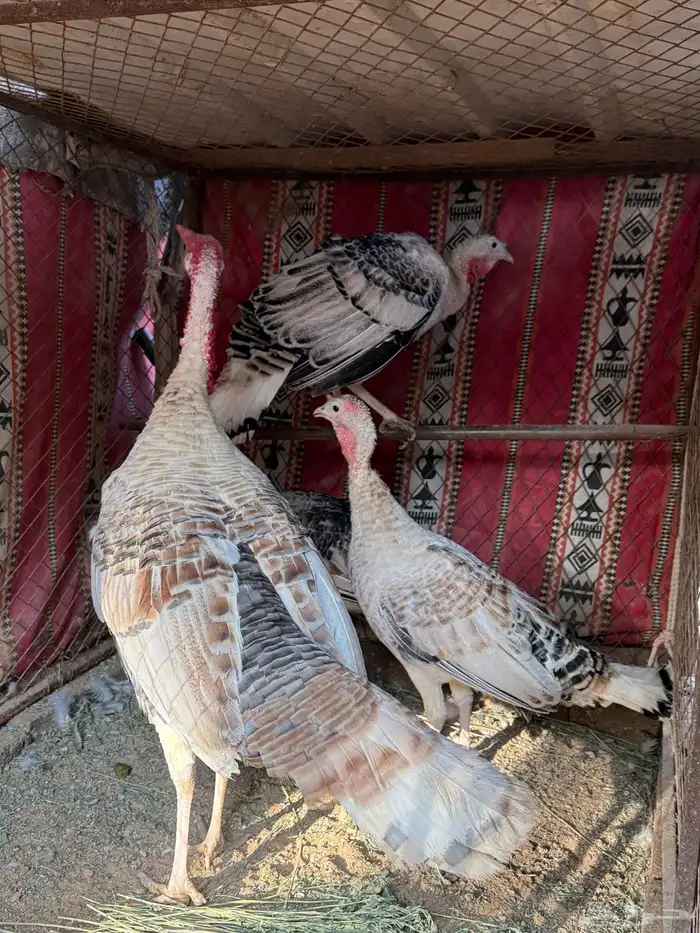 طقم دجاج رومي 1