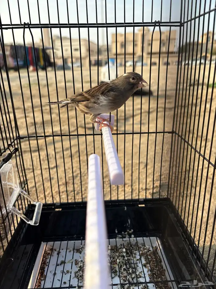 للبيع كناري اثنين الجنس ذكر 3