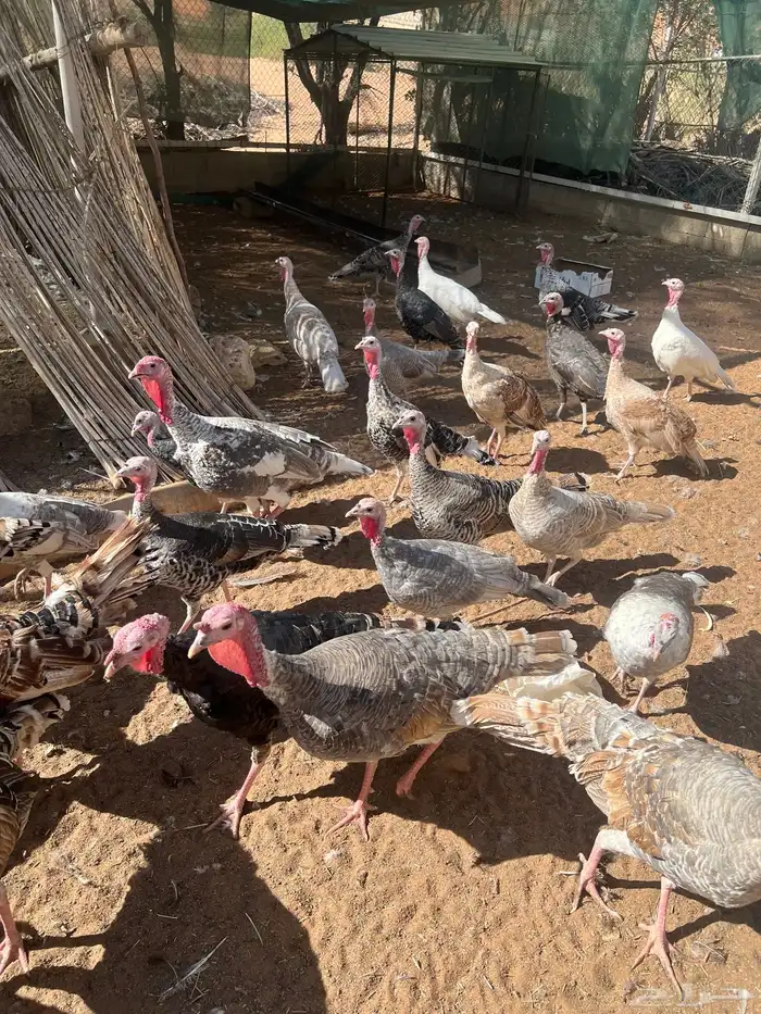 دجاج رومي للبيع 4