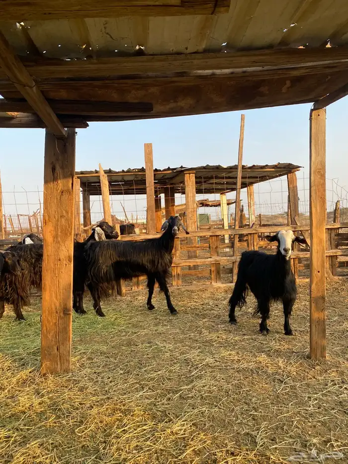 للبيع معزا عوارض وحريات بالفحل دفيع ومضاريع 26