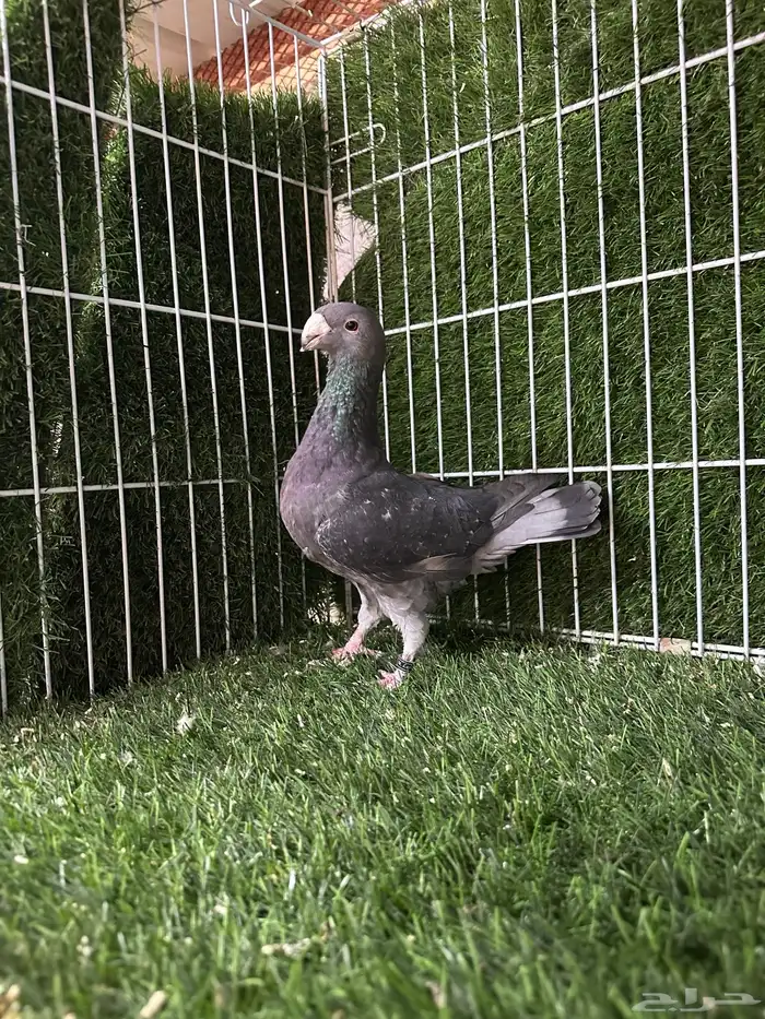 حمام بيوتي هومر 2