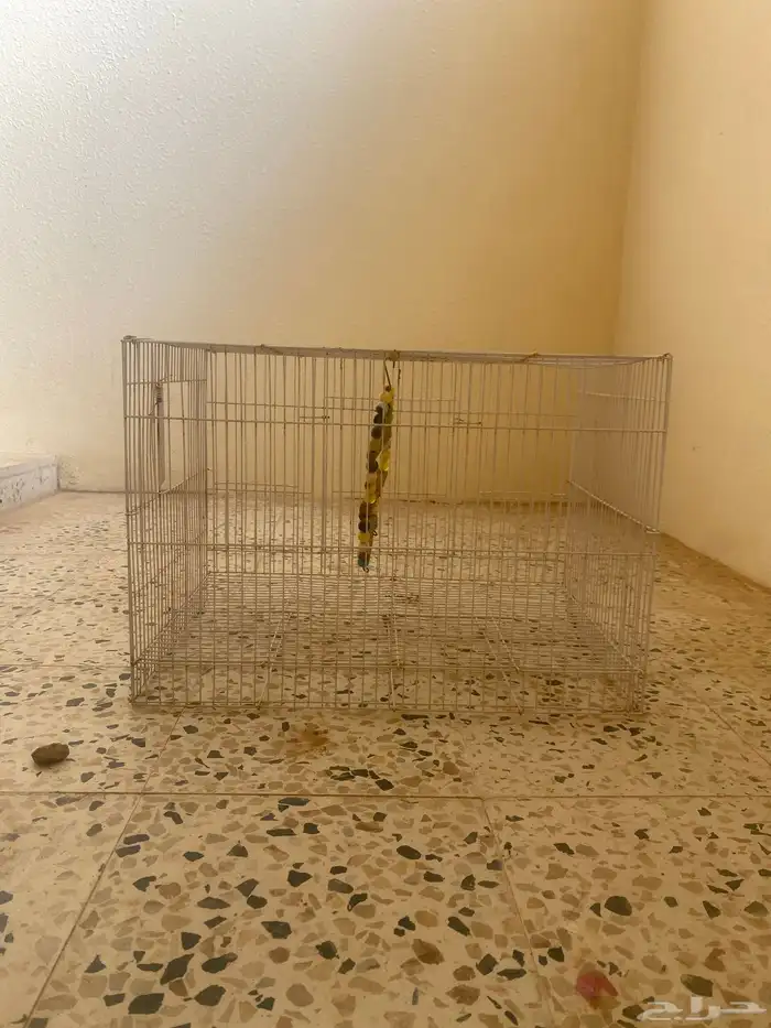 شبك طيور ب50 او اكثر لا يجيني الا الصامل 0