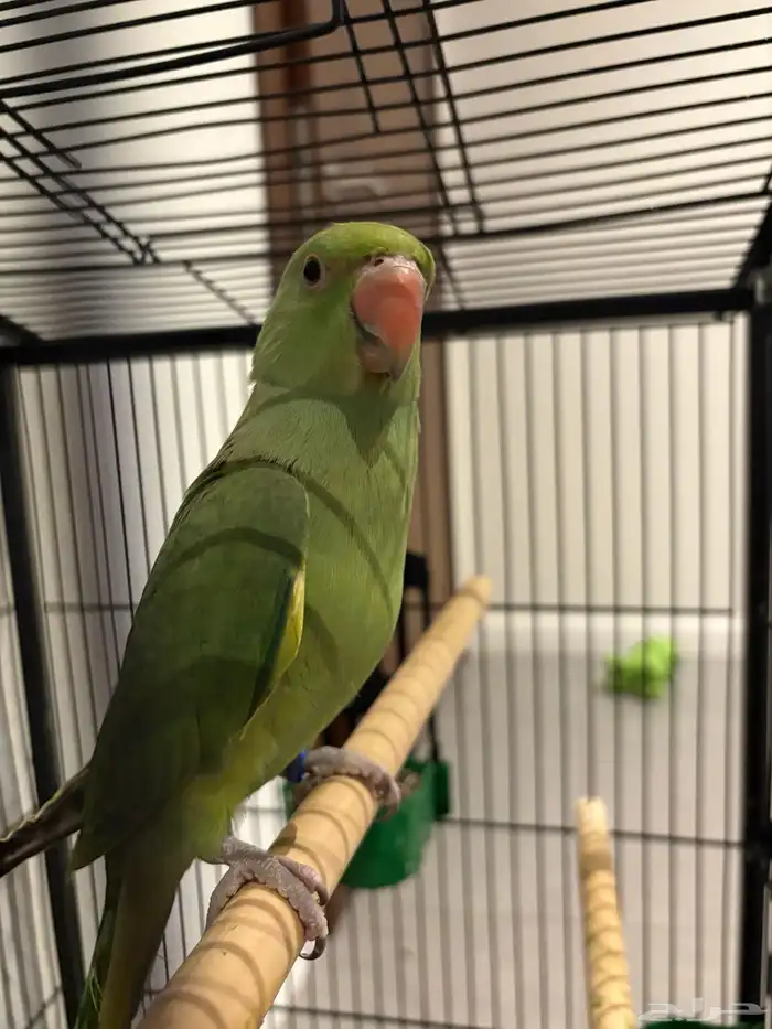 للبيع دره هنديه متكلمه (لون نادر) 1