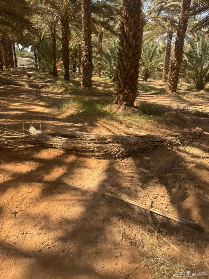 جريد لوجه الله 2