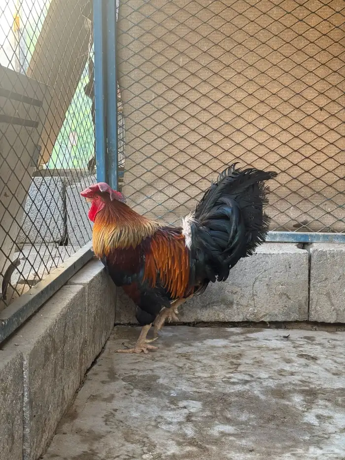 ديك فري جرم كبير التفاصيل في اعلاني السابق 14