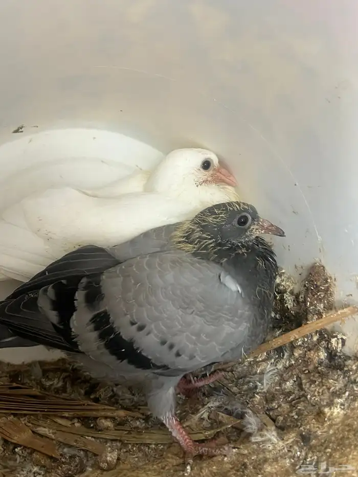 فروخ حمام زغاليل 1