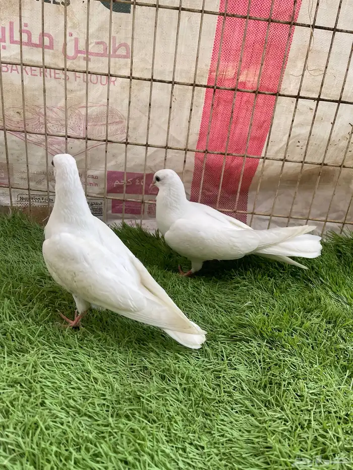 حمام مشكل و في غيره ازواج و فرايد 10