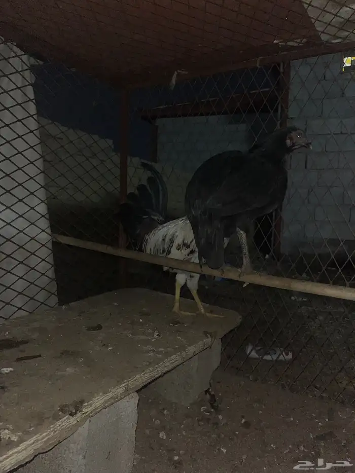 دجاج للبيع 3