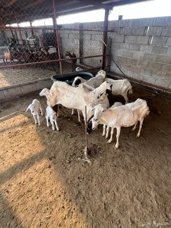 ضأن رفديات تم البيع 3