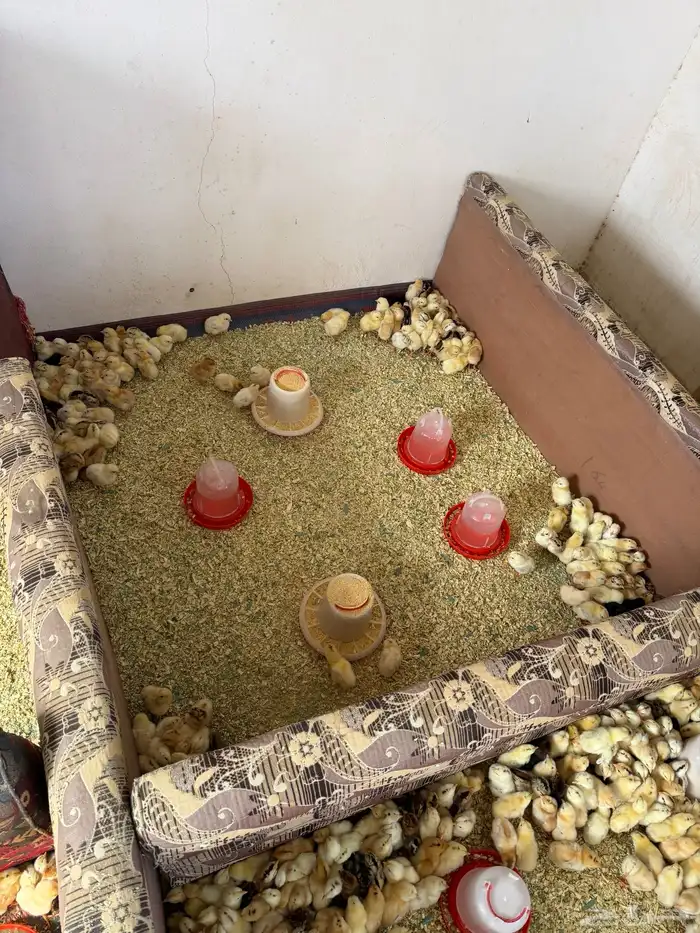 صوص العمر من 4 ل 5 3