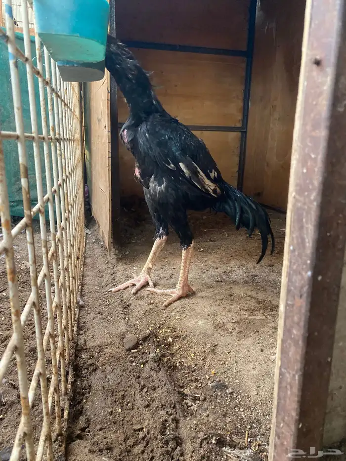 شامو ألماني هزاز ودم هزاز 3