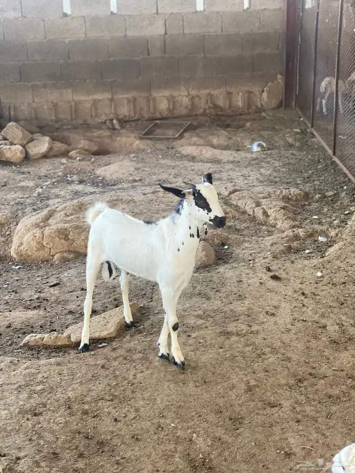 تيوس للبيع 0