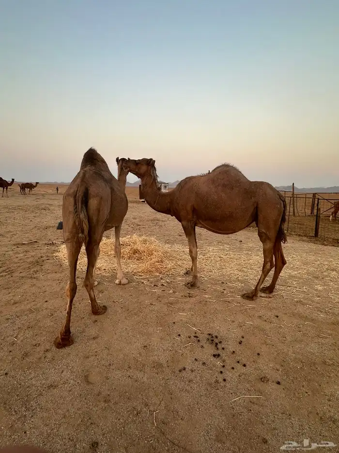 ابل ملاقي ( تم البيع ) 10